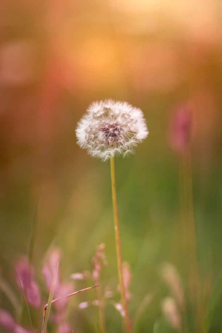 How blowing a dandelion can help children learn about mindfulness and the nature