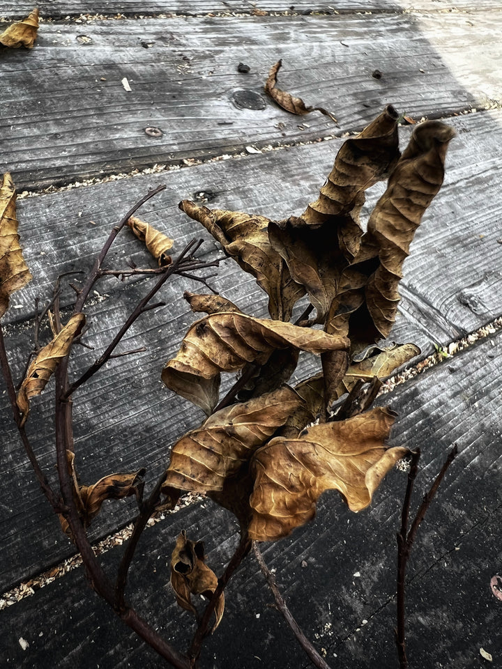 How falling old leaves remind us to be mindful