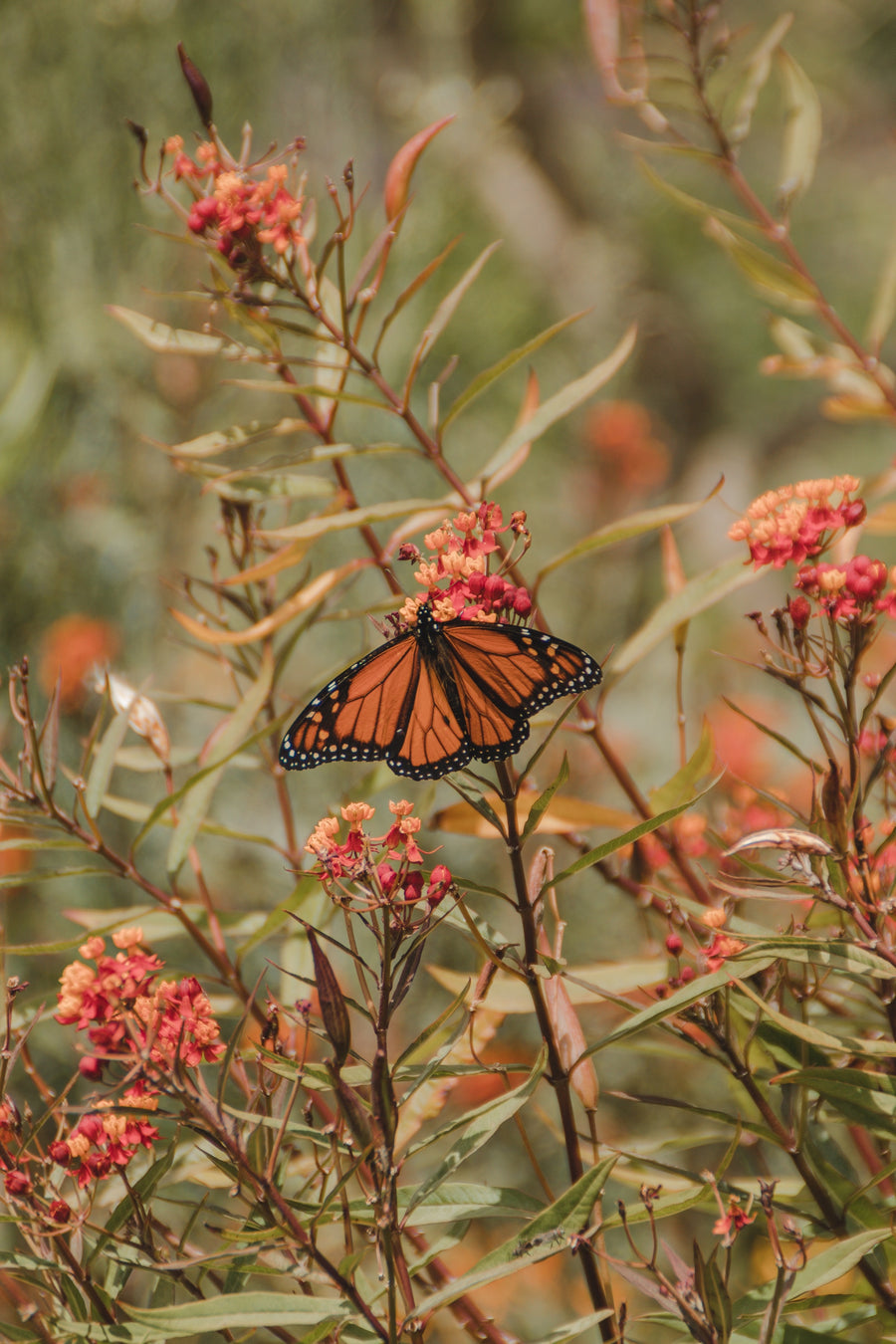 How to help save the monarch butterflies