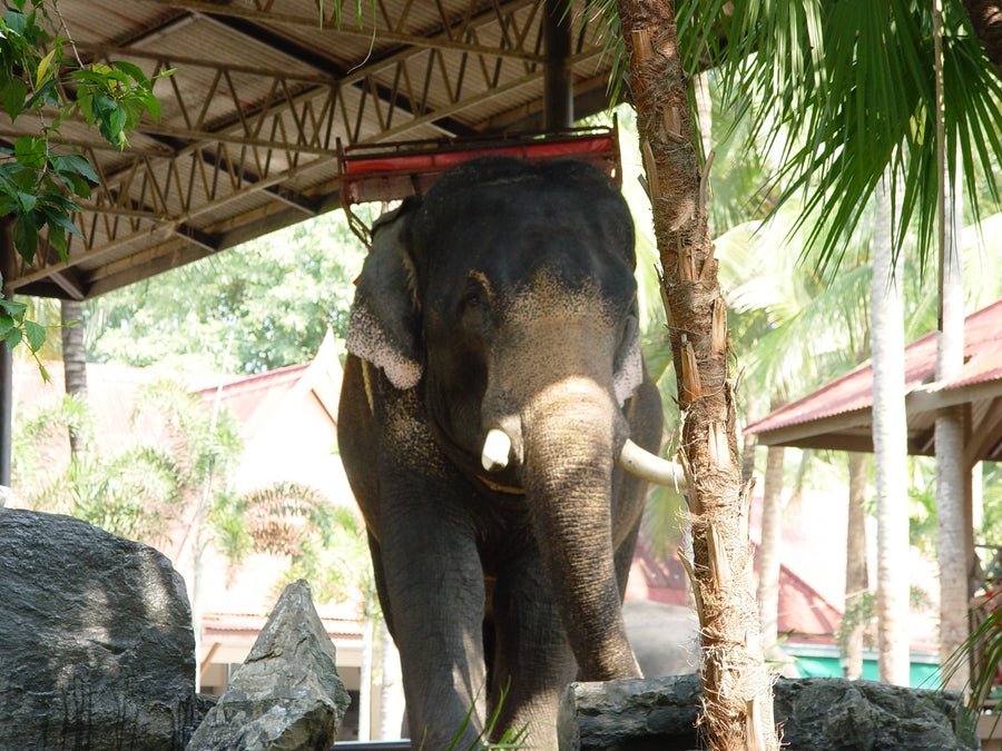 Top Ten Tips To Not Look Like a Tourist in Bangkok