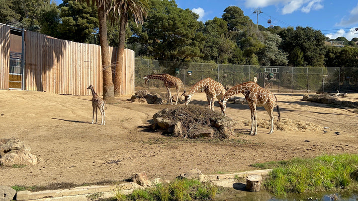 Nurturing Wonder: A Day of Discovery at the Oakland Zoo