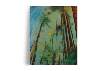 COAST RED WOOD TREE POSTER